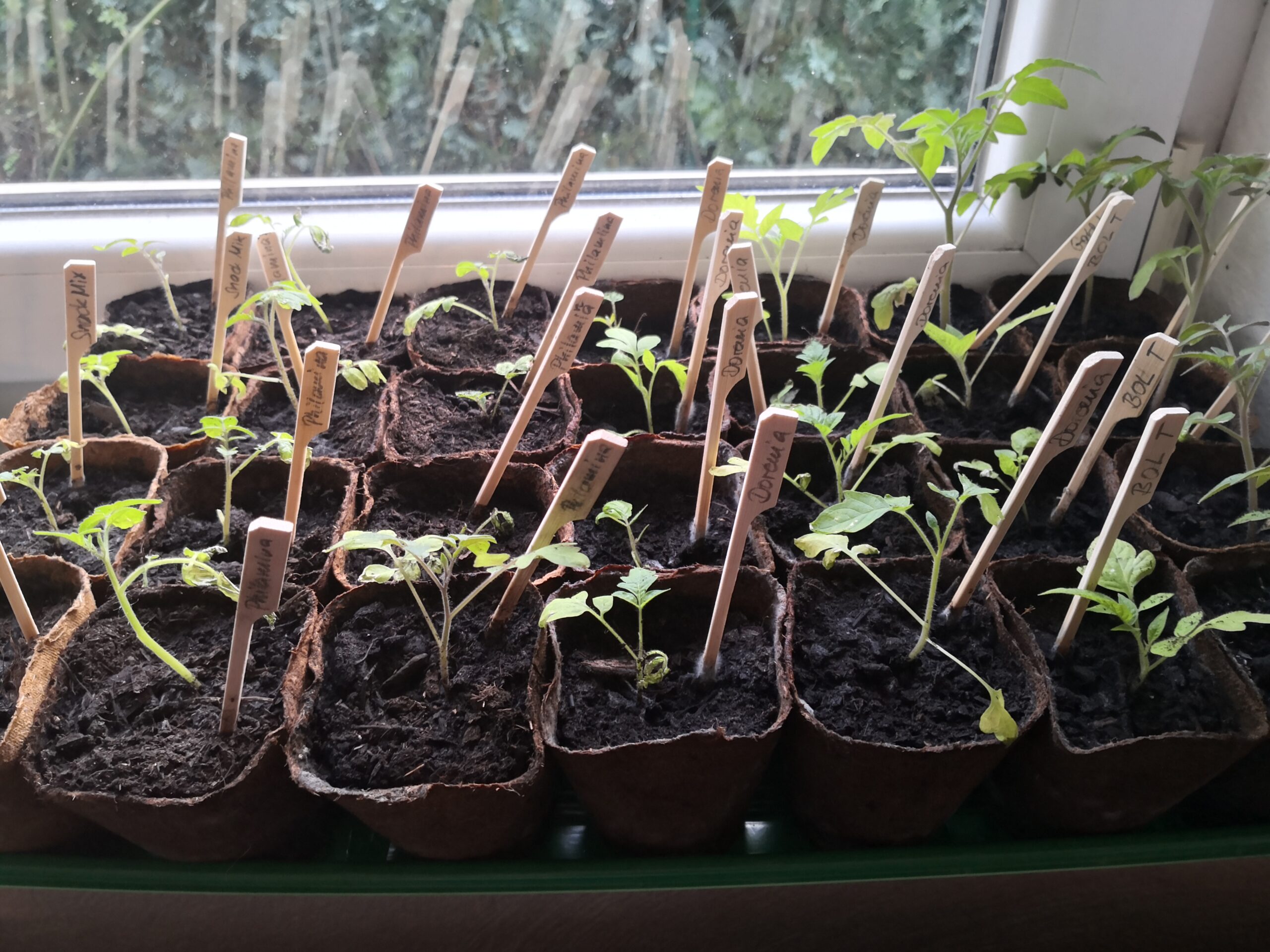 Tomatenpflanzen
